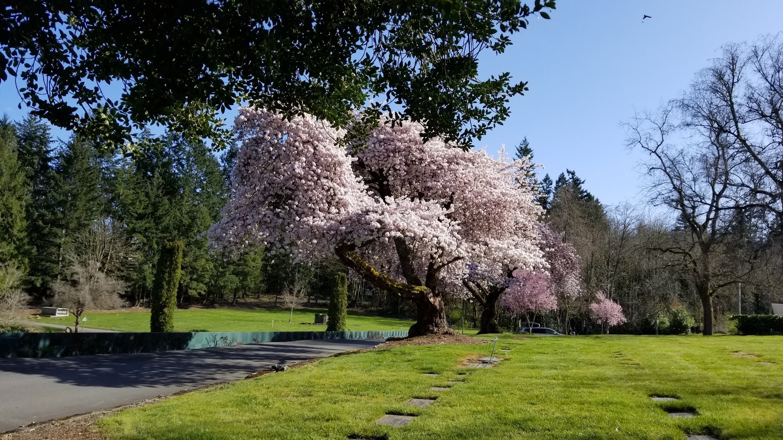 Forest Lawn Cemetery cemetery grounds and headstones