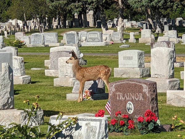 Forestvale Cemetery grounds