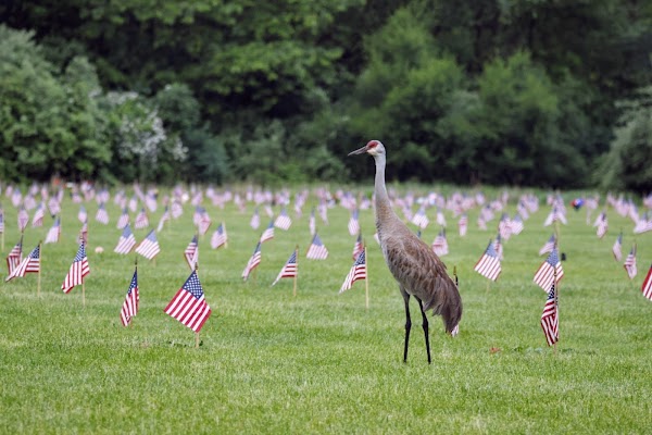 Fort Custer National Cemetery grounds
