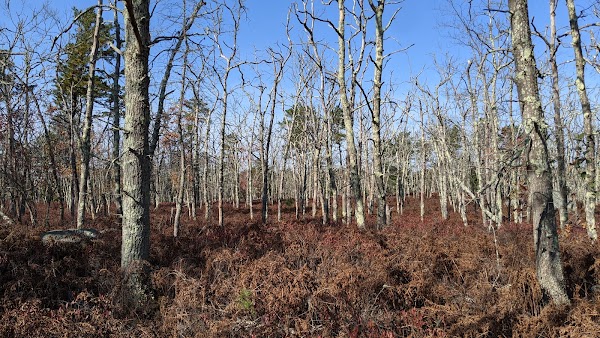 Francis C Carter Memorial Preserve grounds