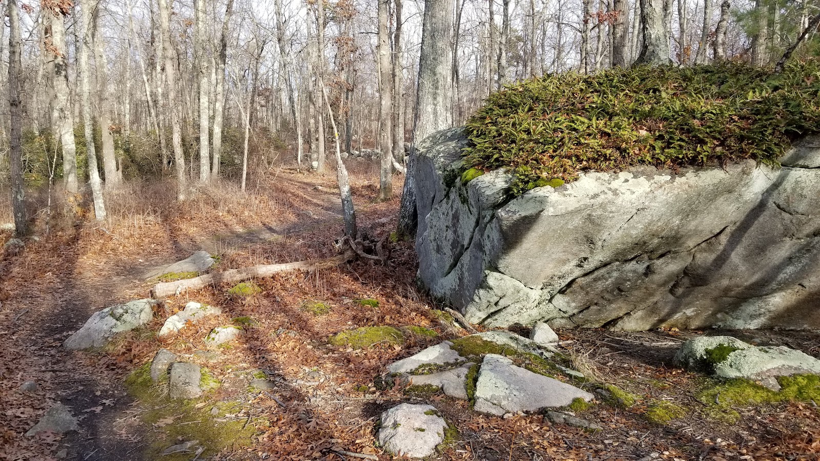 Francis C Carter Memorial Preserve cemetery grounds and headstones