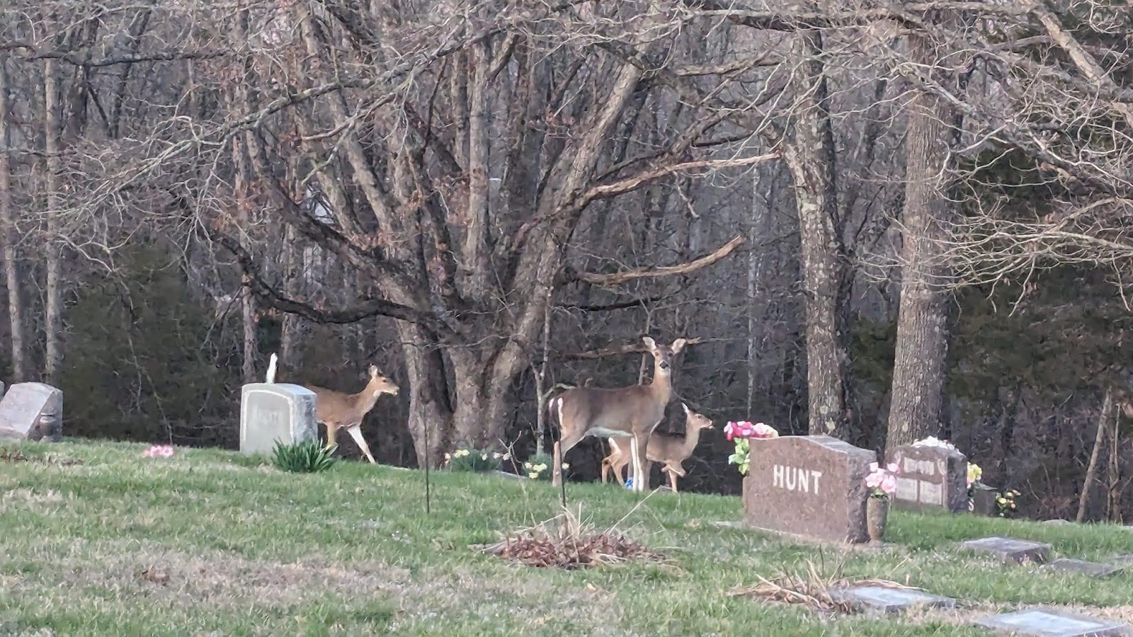 Galena Missouri Cemetery cemetery grounds and headstones