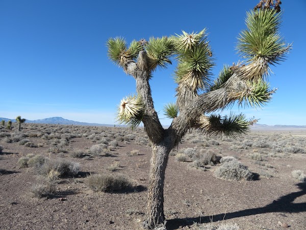 Goldfield Pioneer Cemetery grounds