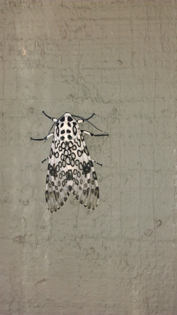 Grandview Memorial Gardens & Mausoleum grounds