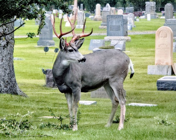 Greenhill Cemetery grounds