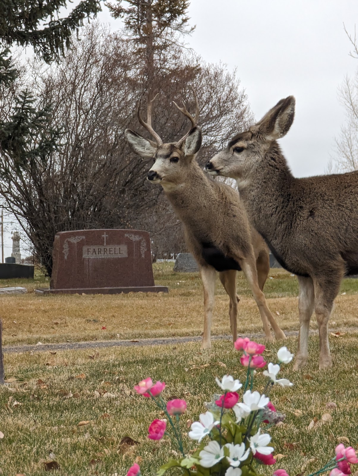 Greenhill Cemetery cemetery grounds and headstones