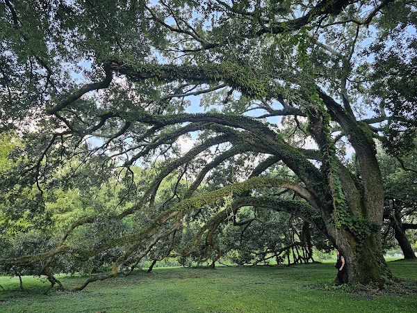 Greenwood Cemetery grounds