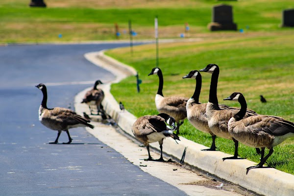 Inglewood Park Cemetery grounds