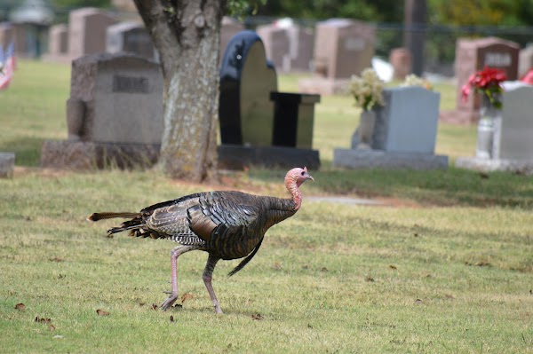 IOOF Cemetery grounds