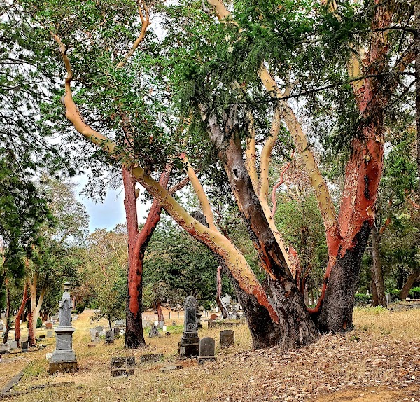 Jacksonville Cemetery grounds