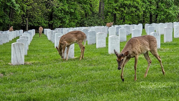 Jefferson Barracks National Cemetery grounds