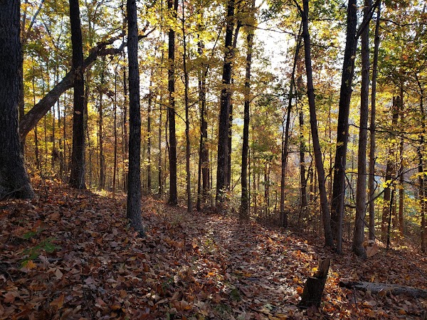 Jefferson Memorial Forest grounds