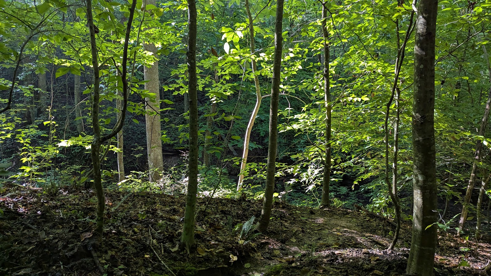 John B. Stephenson Memorial Forest State Nature Preserve