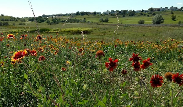 Johnny Gisi Memorial Park grounds