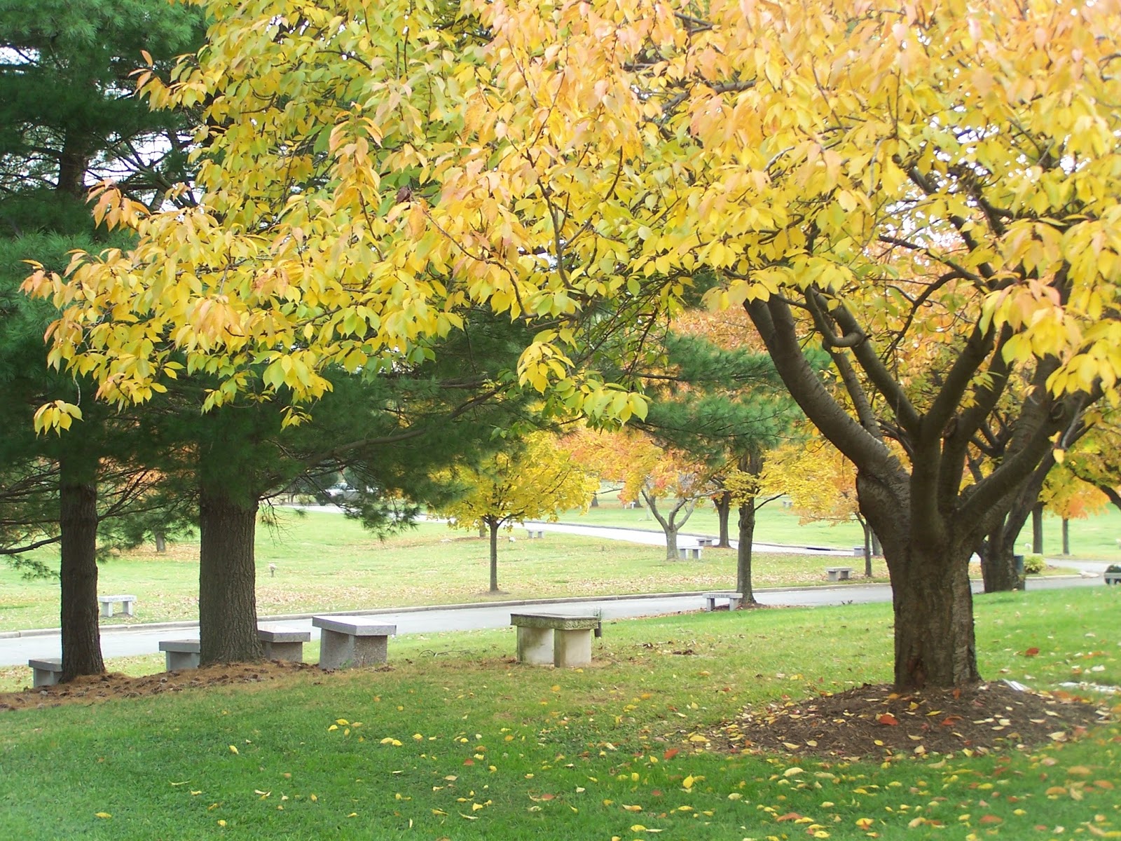 Judean Memorial Gardens / Cemetery cemetery grounds and headstones