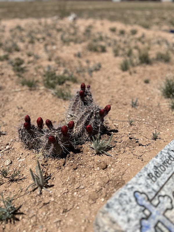 La Puerta Natural Burial Ground grounds