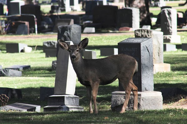 Lakeside Cemetery grounds