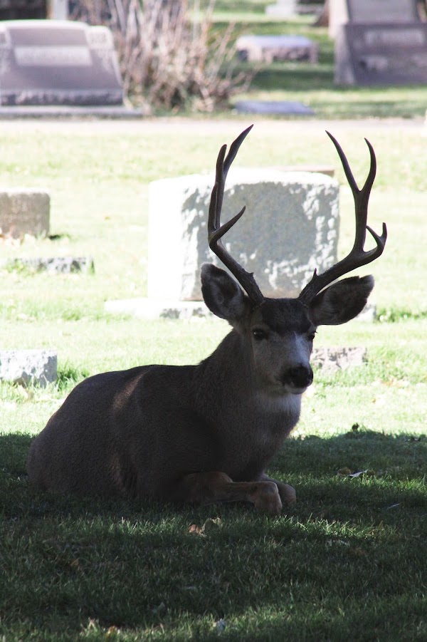 Lakeside Cemetery grounds