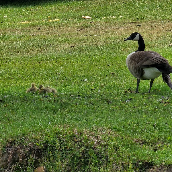 Lakeview Memory Gardens grounds