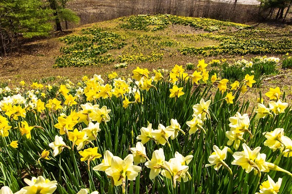Laurel Hill Cemetery Associates grounds