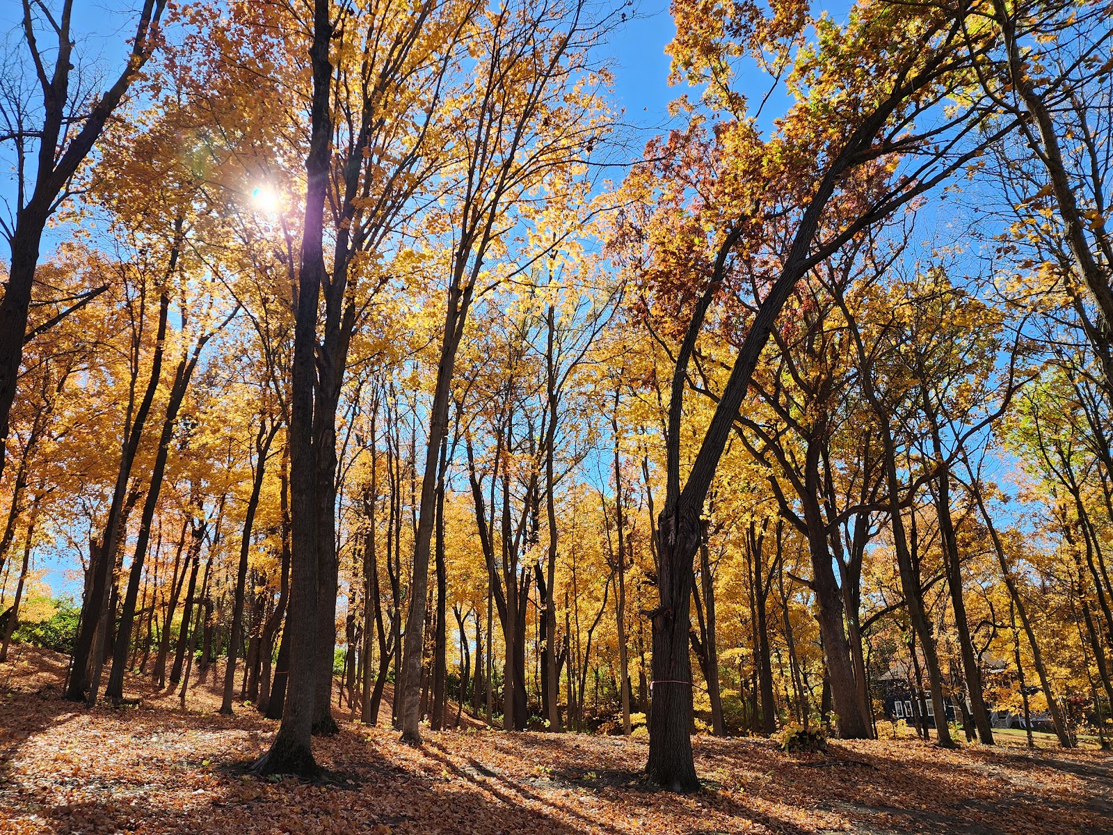 Lehigh Memorial Park cemetery grounds and headstones
