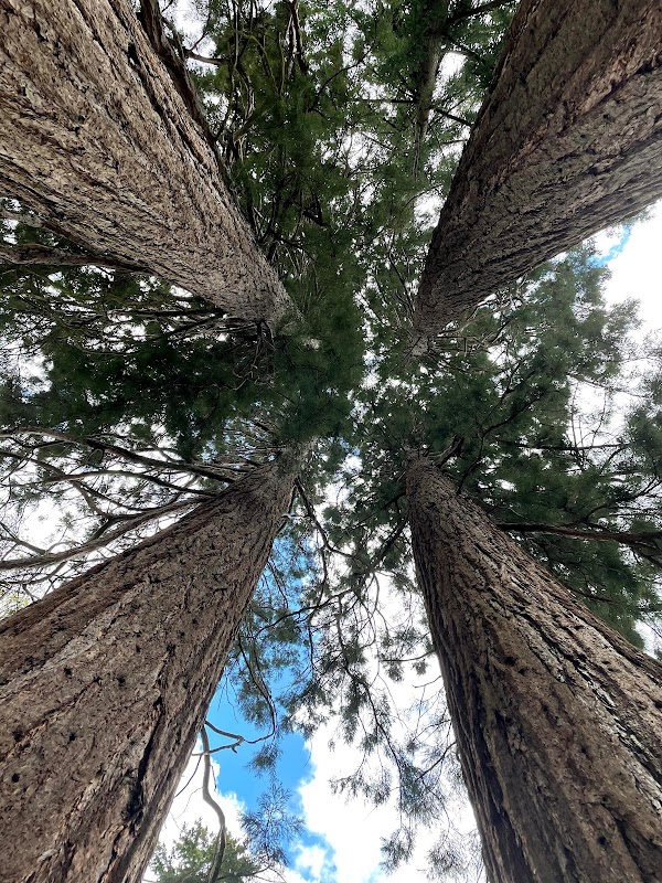 Lone Fir Cemetery grounds