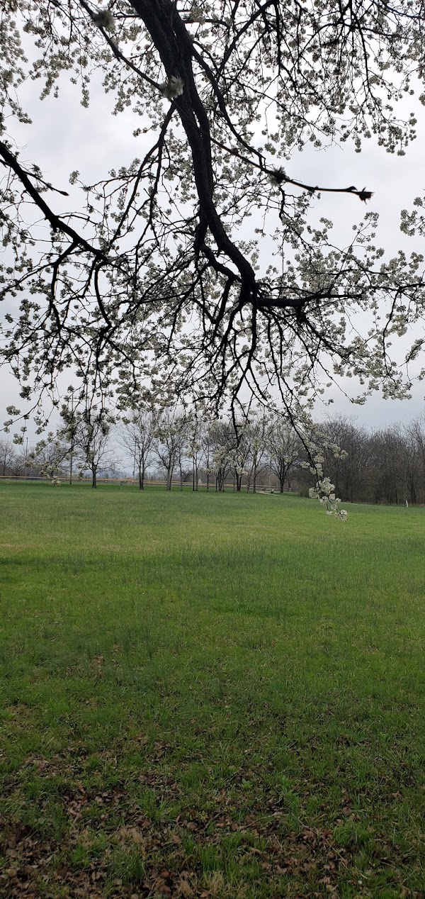 Lone Oak Cemetery grounds