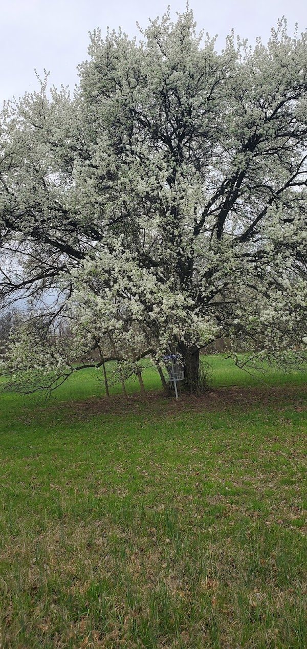 Lone Oak Cemetery grounds