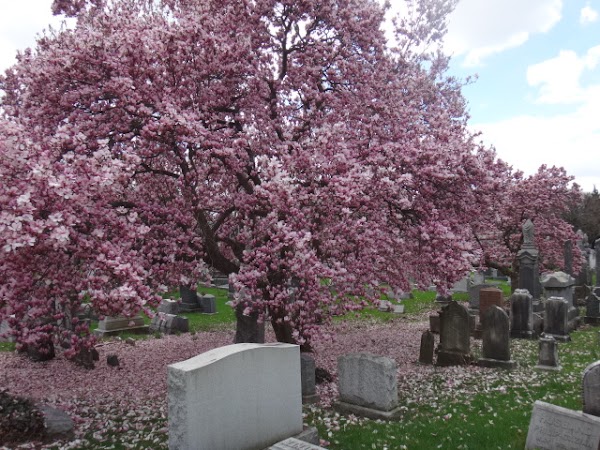 Machpelah Cemetery grounds
