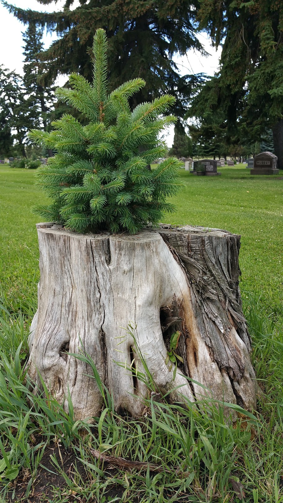 Mandan Union Cemetery cemetery grounds and headstones