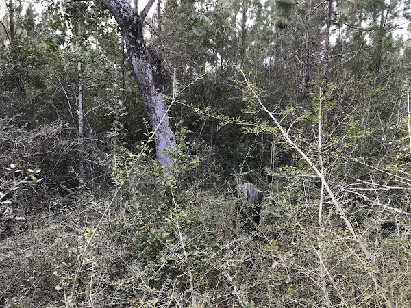 McQueen Cemetery grounds