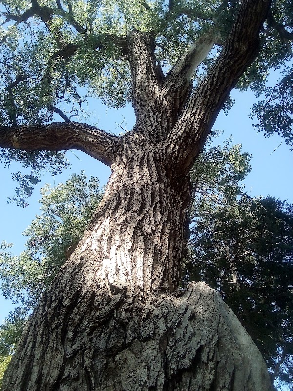 Memorial Park grounds