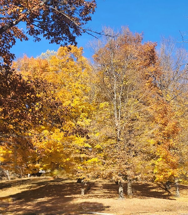 Memorial Park grounds