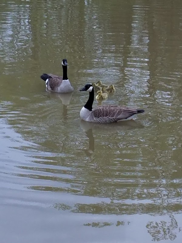 Memorial Park grounds