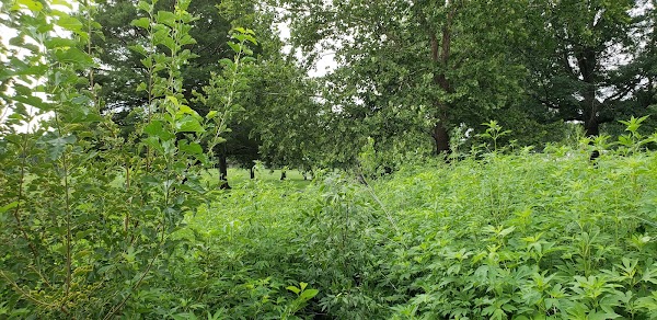 Memorial Park grounds