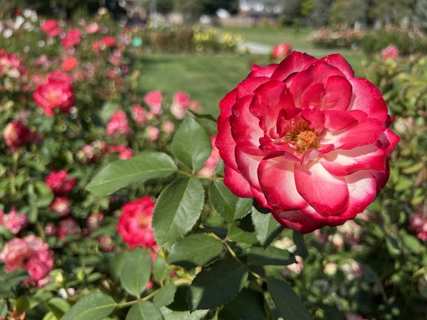 Memorial Park Rose Garden grounds