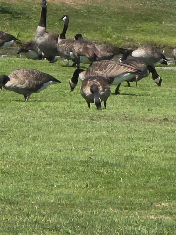Memorial Park grounds