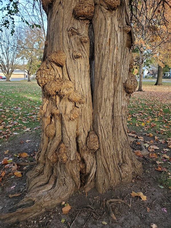Memorial Park grounds