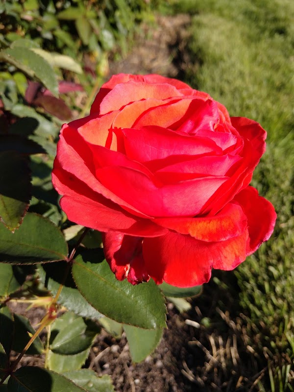 Memorial Rose Garden grounds