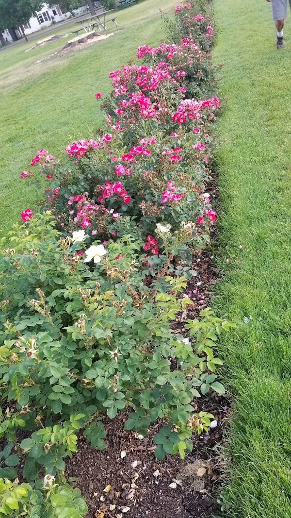 Memorial Rose Garden grounds