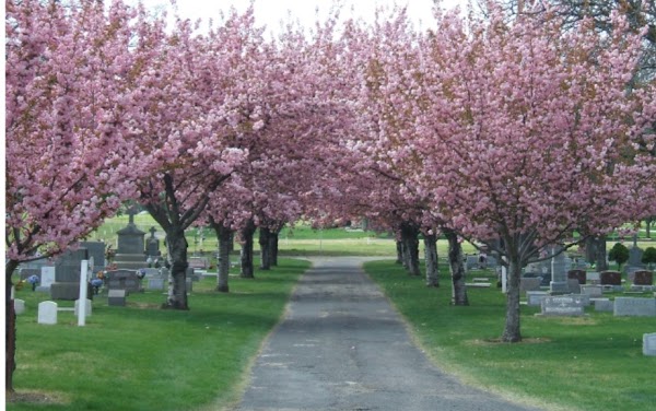 Mountain View Cemetery grounds