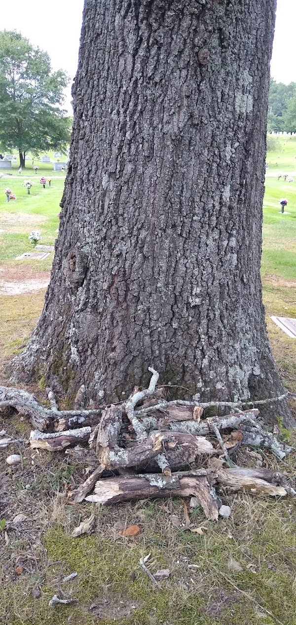 Mountain View Park Cemetery grounds