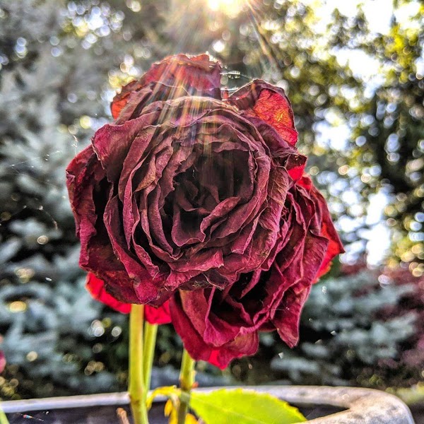 Mt. Olivet Cemetery grounds
