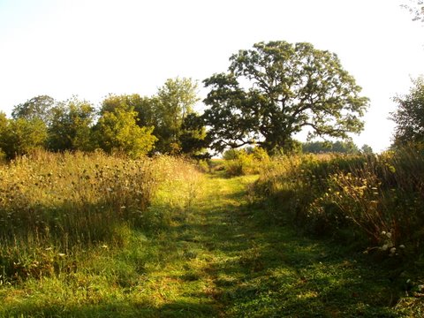 Natural Path Sanctuary grounds
