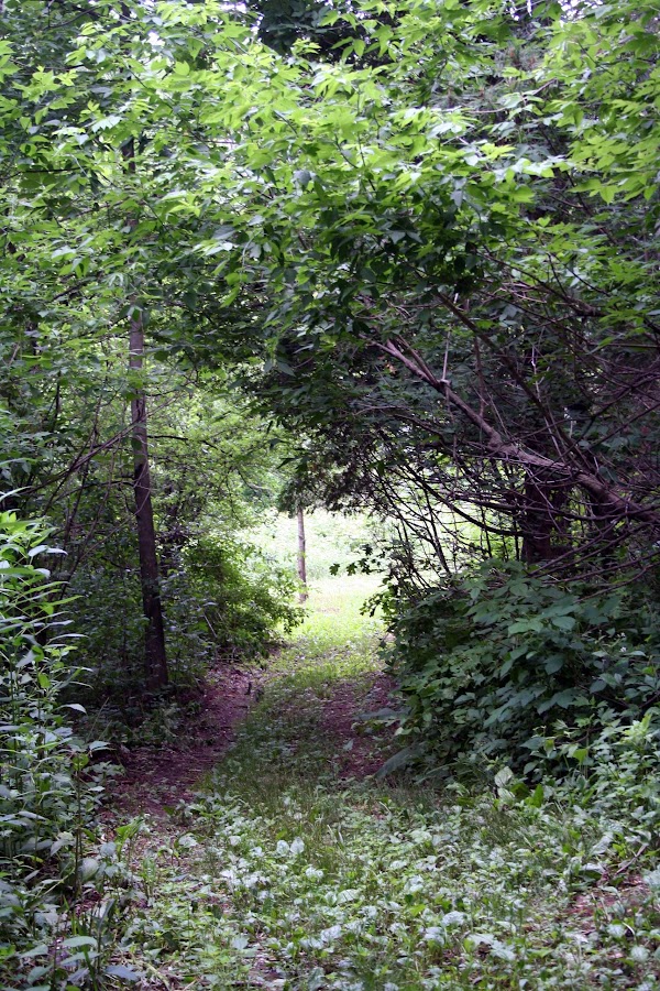 Natural Path Sanctuary grounds