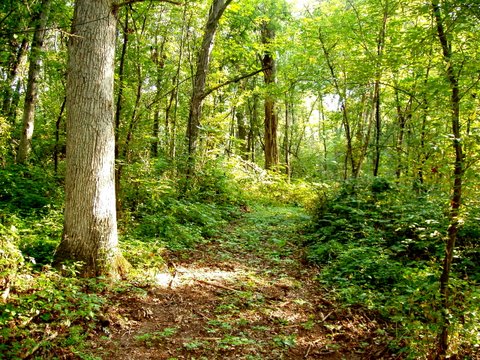 Natural Path Sanctuary cemetery grounds and headstones
