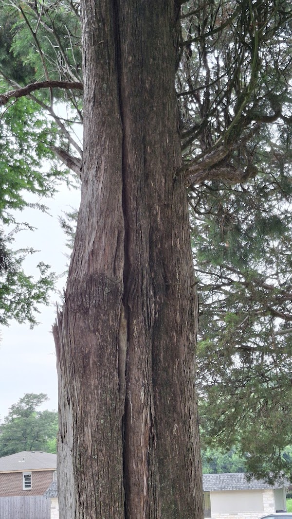 Oak Cemetery grounds