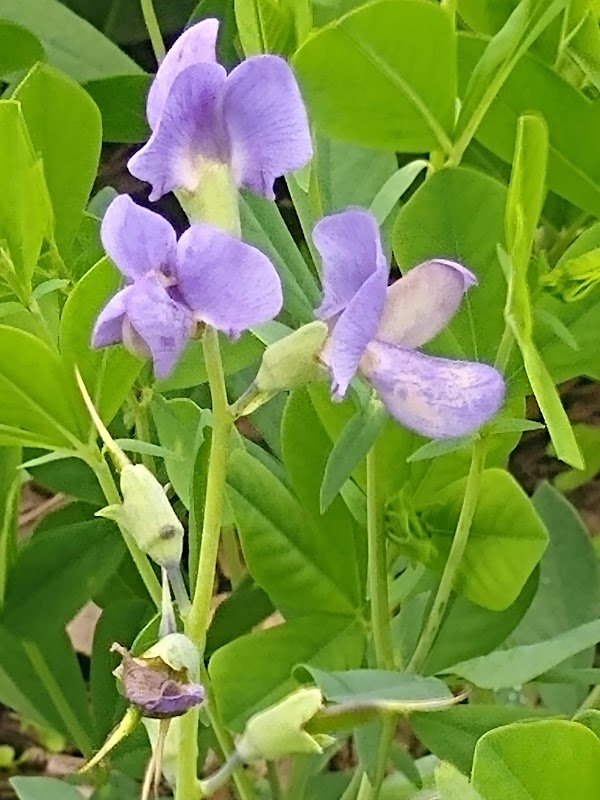 Oak Hill Cemetery grounds