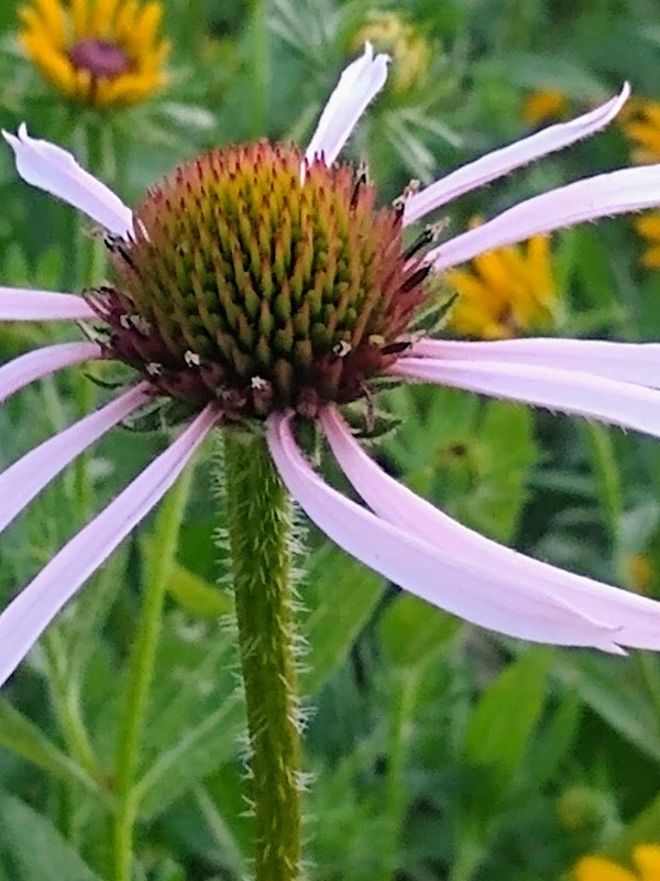 Oak Hill Cemetery grounds