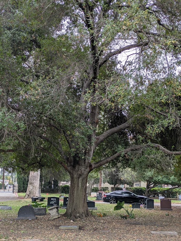 Oak Park Cemetery grounds